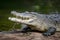 Crocodile reptile, wildlife close up, dangerous predator