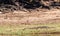 Crocodile resting on the banks of the Chobe river