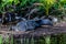 Crocodile resting at the edge of a mangrove in the state of Oaxaca.