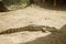 Crocodile resting inhe sun, full body, amazing reptile