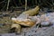 Crocodile resting in mud in daintree rainforest