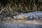 Crocodile resting in mud in daintree rainforest
