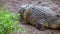 Crocodile resting at national park