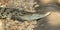 Crocodile resting on rocky ground