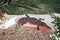 Crocodile resting on a stone in a zoo in Europe