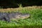 Crocodile rests in the grass at the Smithsonian National Zoo in Washington DC