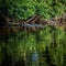 Crocodile Rests in Mangrove Roots