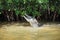 Crocodile in Rio Lagartos, nature reserve