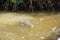 Crocodile in Rio Lagartos, nature reserve