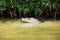 Crocodile in Rio Lagartos, nature reserve