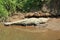 Crocodile river tour on the Tarcoles River