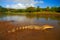 Crocodile in the river water. Spectacled Caimani, Caiman crocodilus, the water with evening sun. Crocodile from Costa Rica. Danger