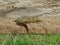 a crocodile on a rock in africa