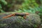 The crocodile salamander has been found on Doi Inthanon, the highest mountain in Thailand.