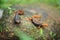 The crocodile salamander has been found on Doi Inthanon, the highest mountain in Thailand.