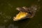 A crocodile showing teeth