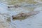 Crocodile sitting beside pool