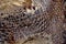 Crocodile skin background textures.  Reptiles. Scaly skin texture of gray and black stripes. Background reptile trend
