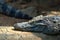 Crocodile sleep on rock