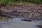 Crocodile, Spectacled Caiman crocodilus resting on the river, riverbank, crocodilian reptile found in, Costa Rica
