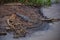 Crocodile, Spectacled Caiman crocodilus resting on the river, riverbank, crocodilian reptile found in, Costa Rica