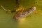 Crocodile stuck his head out of the muddy river. Rio Lagartos, Yucatan, Mexico