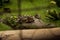 Crocodile submerged in green water with plants