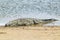 Crocodile in sun at Greater St. Lucia Wetland Park World Heritage Site, St. Lucia, South Africa