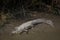 Crocodile in Sundarbans national park in Bangladesh