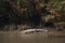 Crocodile in Sundarbans national park in Bangladesh