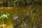 A Crocodile At The Swamp Of An Animal Farm In Kuching, Sarawak