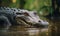 a crocodile swimming in the river