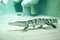 Crocodile swims in an aquarium in a zoo