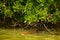 Crocodile swims in the river. Rio Lagartos, Yucatan, Mexico