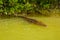 Crocodile swims in the river. Rio Lagartos, Yucatan, Mexico