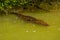 Crocodile swims in the river. Rio Lagartos, Yucatan, Mexico