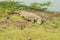 Crocodile taking a nap near a waterhole in Nairobi