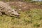 Crocodile taking a nap near a waterhole in Nairobi