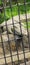 Crocodile taking rest behind the net in zoo