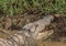 Crocodile waiting for food at the ISimangaliso Wetland Park