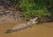 Crocodile waiting for food at the ISimangaliso Wetland Park