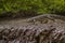 Crocodile walking along the Gambia river