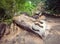 Crocodile in Wat Phu Champasak temple in Laos