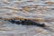 Crocodile in the water. The Mara River in Kenya. Africa