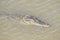 crocodile in water, photo as a background