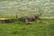 Crocodile in the wild on the island of Sri Lanka