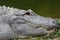 crocodile in zoo,reptiles crocodile,zoo animal,reptiles in water,eye,wonderful,wild animal
