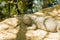 Crocodile at Zoologico Guadalajara