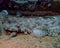 A Crocodilefish Papilloculiceps longiceps in the Red Sea