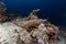 Crocodilefish in the Red Sea.